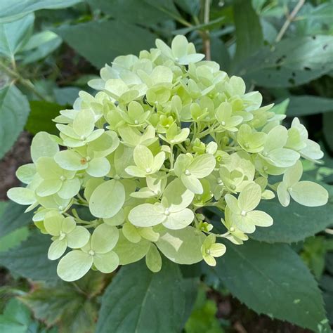Rispen-Hortensie 'Little Fraise' / Hydrangea paniculata 'Little Fraise'