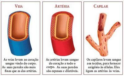 Veias Arterias E Capilares Vasos Sanguíneos, Sangue E Coração