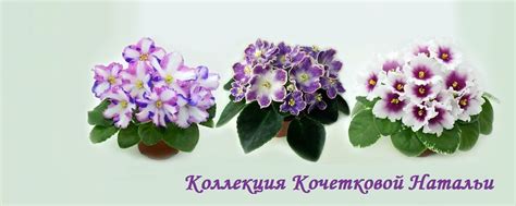 Фиалки в Екатеринбурге | КАК ЗАКАЗАТЬ Выбор сортов/КАТАЛОГ 2025 | ВКонтакте