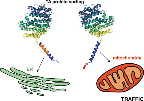 Sequencebased Features That Are Determinant For Tailanchored Membrane