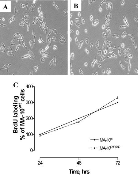 Effect Of Cyp17 Gene Knockdown On Cell Morphology And Proliferation