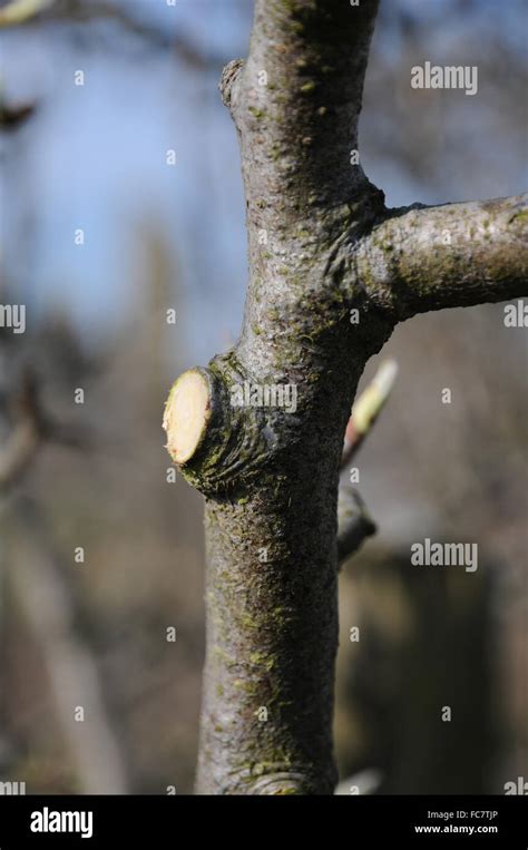 Pruning pear tree hi-res stock photography and images - Alamy