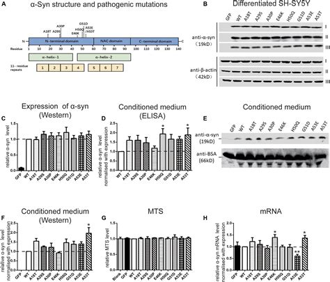 Frontiers Pathogenic Mutations Differentially Regulate Cell To Cell