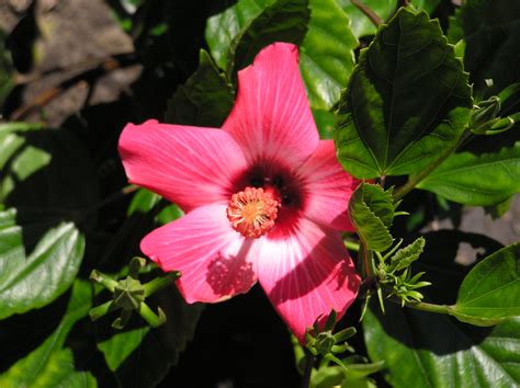 Hibiscus Flickr