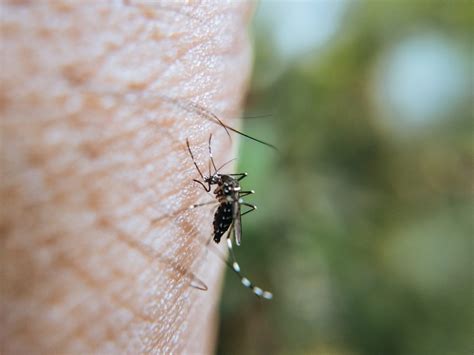 ¿Cómo hacer una trampa para mosquitos? - Amonite