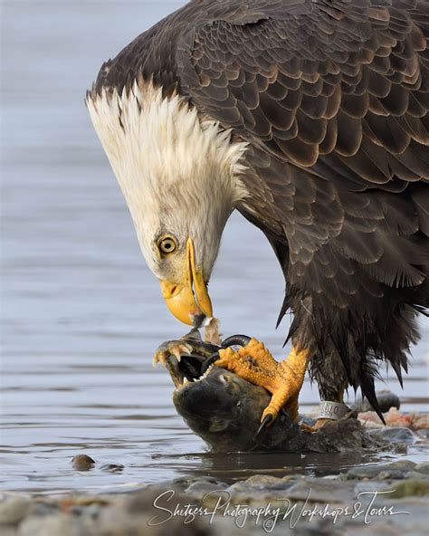 Bald Eagle Eating Fish - Shetzers Photography