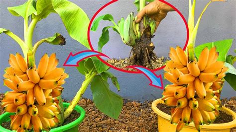 How To Propagate Banana From Cutting Crafting Idea Banana And Get The