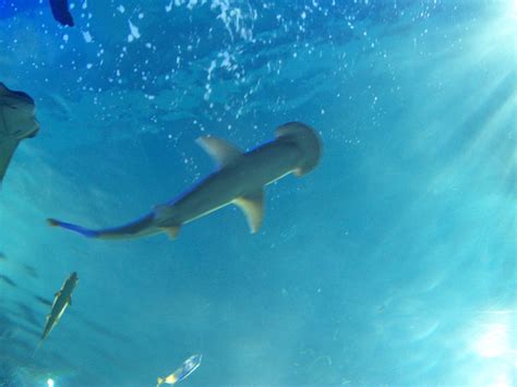 Hammerhead Sharks in The Aquarium of the Americas. This is one of the largest indoor aquariums ...