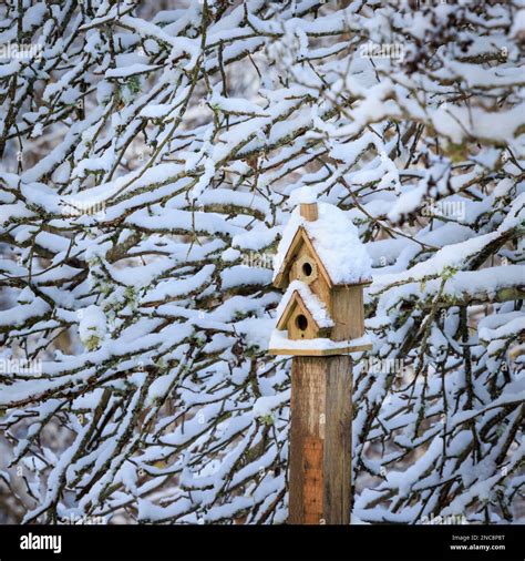 Bird House in Winter Stock Photo - Alamy