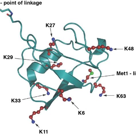 Ubiquitin Conjugation Schematic Depicting The Enzymatic Cascade