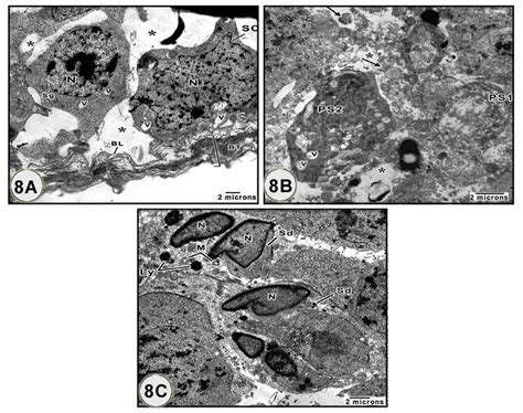 Transmission Electron Micrographs Of Parts Of The Seminiferous Tubules