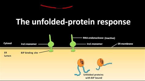 Unfolded Protein Response Youtube