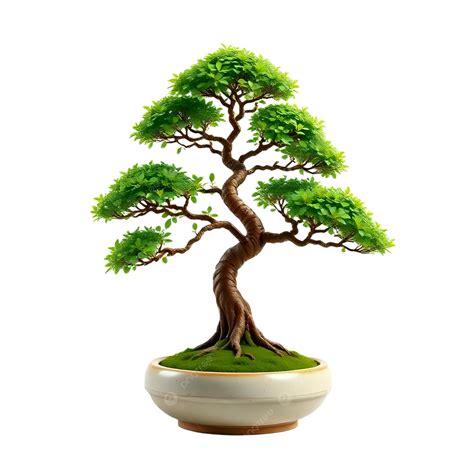 bonsai tree ceramic pot 5