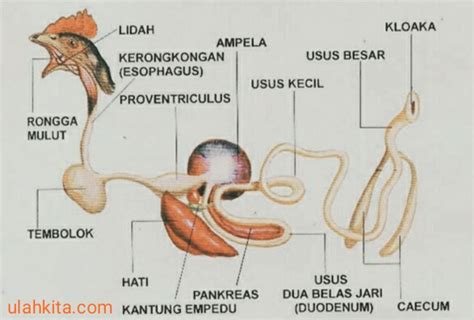 Detail Gambar Sistem Pencernaan Hewan Ruminansia Koleksi Nomer 19