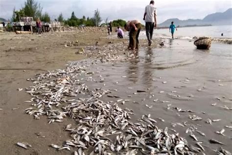 Viral Diduga Karena Limbah Pabrik Ribuan Ekor Ikan Mati Di Pantai