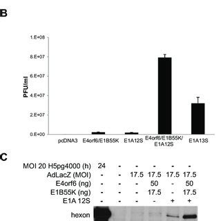 E4orf6 E1B55K Increases The Stability Of E1A A H1299 Cells Were