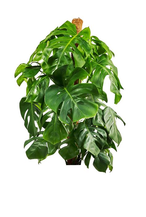 Buy The Tall Monstera Deliciosa On A Moss Pole Swiss Cheese Plant Indoor Houseplant Online