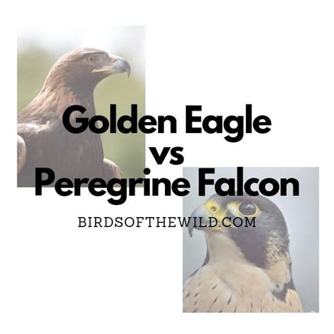 Golden Eagle Vs Peregrine Falcon How Are They Different Birds Of