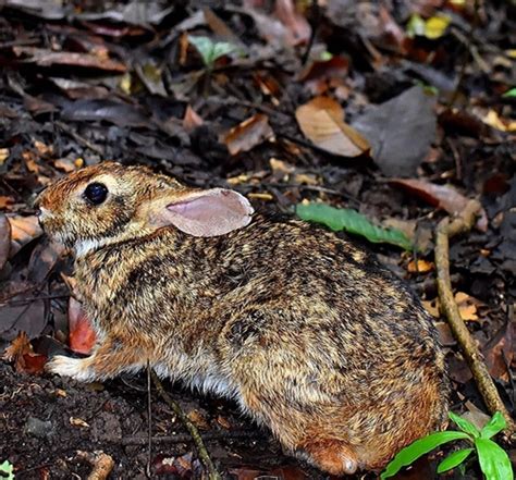 Ecuadorian Tapeti Sylvilagus Daulensis INaturalist