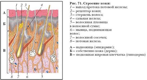 Строение Кожи Фото С Надписями — New Freepikru