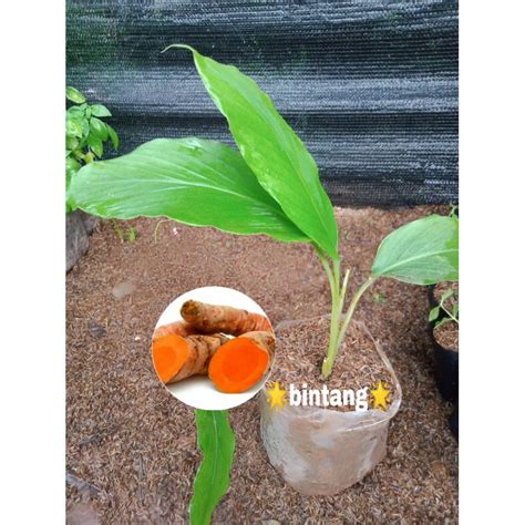 Jual tanaman herbal kunyit | tanaman rimpang kunyit koneng | Shopee ...