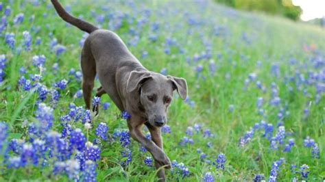 10 Things You Didn’t Know About the Texas Blue Lacy