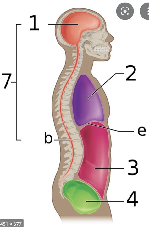 Body Cavities Diagram Quizlet