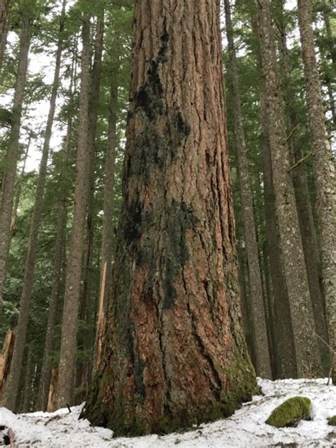 Douglas Fir Elise Krohn Wild Foods And Medicines