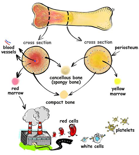 How Do Broken Bones Heal · Frontiers For Young Minds