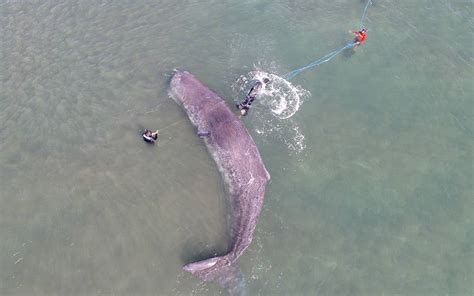 Video M S De Horas Para Salvar A Cachalote Varados En La Paz Bcs