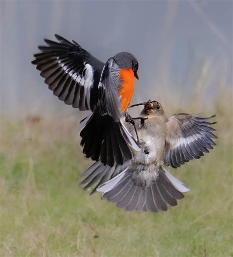 Male And Female Flame Robins Dominance Photograph By Narelle Duncan