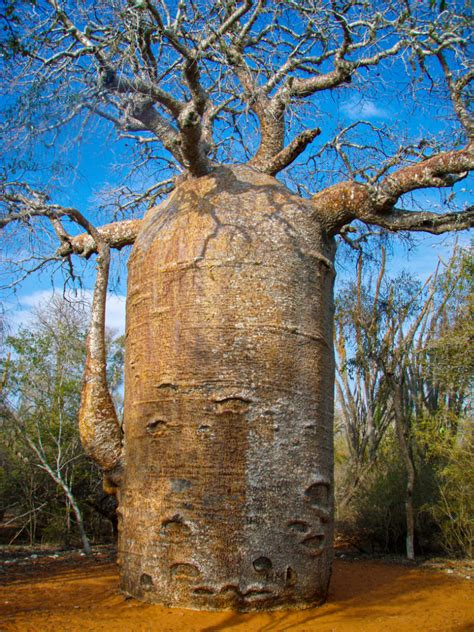 The Wonderful Bizarre Baobab Tree