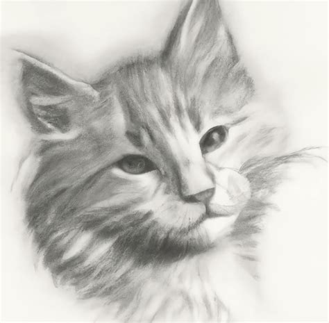 Pencil Drawing Cat - Etsy