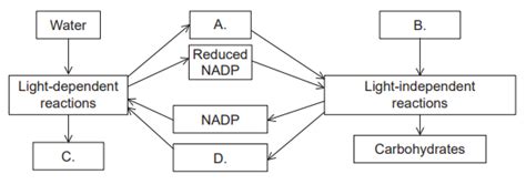 IB DP Biology Topic 8: Metabolism, cell respiration and photosynthesis ... 