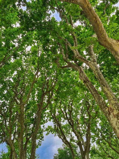 Tree Canopy From Below Free Stock Photo Public Domain Pictures