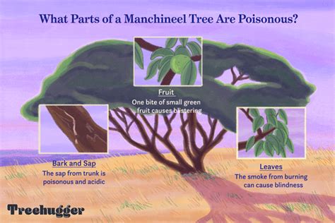 Why Manchineel Might Be Earth S Most Dangerous Tree