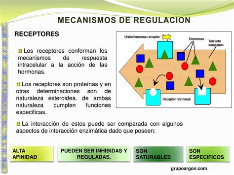 Ppt Mecanismos De Regulacion Hormonal Powerpoint Presentation Free