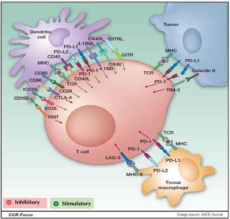 Immuno Oncology Checkpoint Proteins OriGene