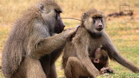 Interesting Facts About Yellow Baboons By Weird Square Youtube