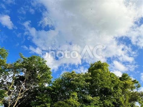 爽やかな新緑と青空の風景 No 26398117｜写真素材なら「写真ac」無料（フリー）ダウンロードok