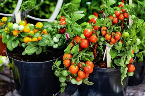 11 Tips For Growing Terrific Tomatoes In Pots