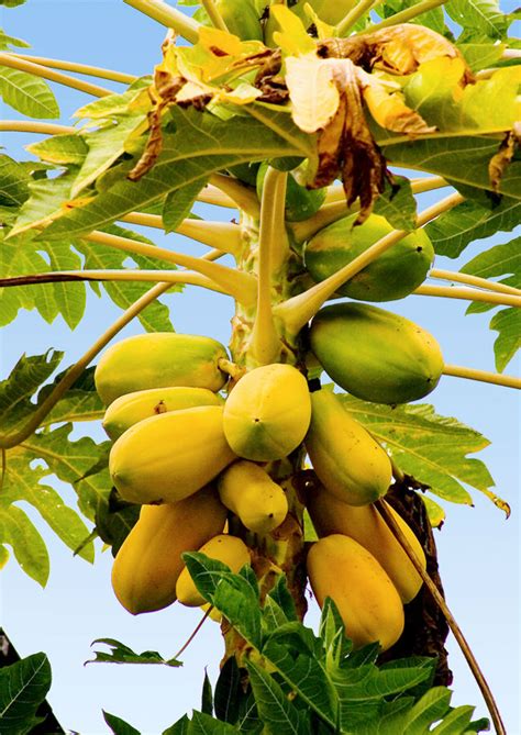 Чем полезна папайя