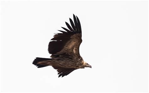 Premium Photo | Himalayan griffon vulture gyps himalayensis flying in sky