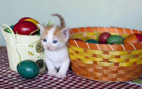 Easter Cat Wallpapers Top Free Easter Cat Backgrounds Wallpaperaccess