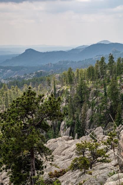 Premium Photo Vertical Shot Of Trees And Cliffs On Needles Highway In