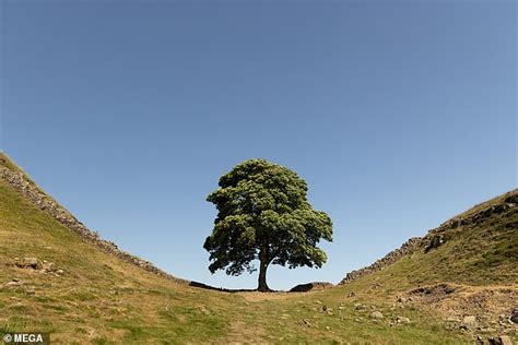 Was The Sycamore Gap Tree Cut Down Because Of A Festering Dispute