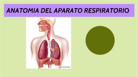 Anatomia Del Aparato Respiratorio By Fatima Valdivia Mamani On Prezi