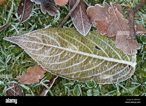 Frosty Leaves Stock Photos And Frosty Leaves Stock Images Alamy