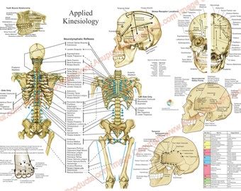 Applied Kinesiology Chart Etsy