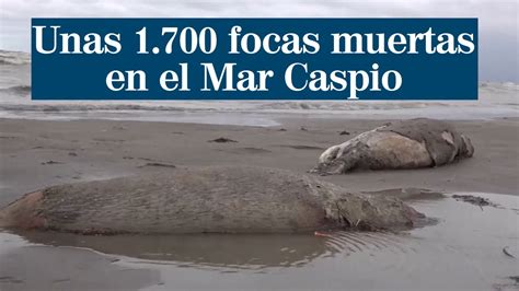 Aparecen Unas 1 700 Focas Muertas En El Mar Caspio YouTube